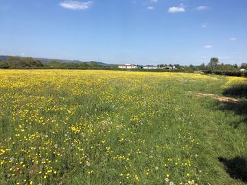 The pitching meadow before haymaking (added by manager 20 may 2018)