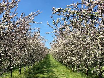 Springtime in the orchard (added by manager 17 jun 2021)