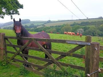 Ruby, one of the three rare breed dales ponies saying 'hello' while the cows are grazing behind (added by manager 16 jun 2016)