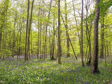 Bluebell woods (added by manager 20 sep 2022)