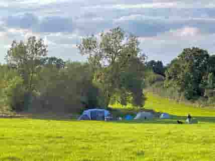 Tent pitch in the shelter of the meadow's copse, with the hedgerow shower nearby