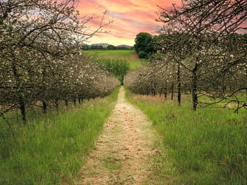 Relax at Bowhayes Farm whilst surrounded by beautiful cider orchards (added by manager 07 Jun 2022)