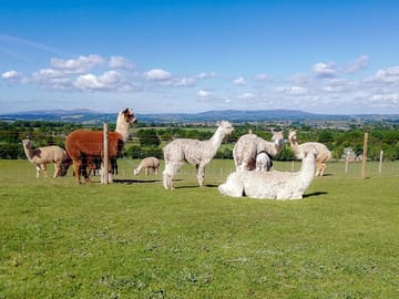 This is the front aspect View from all pitches at Severn Valley Alpacas a view of the Severn Valley