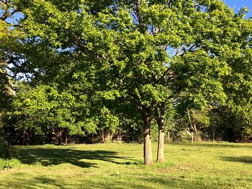 Lovely Oak in middle of site