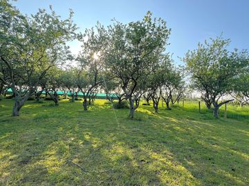 Pitches between plum trees
