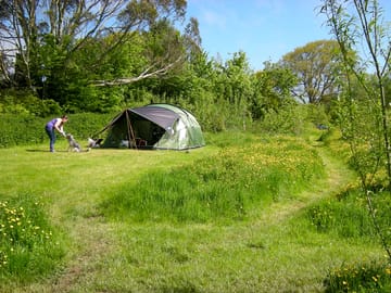 Large tent pitch surrounded by meadow grass