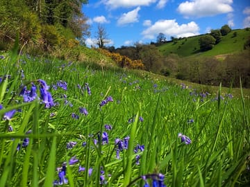 Bluebells in May in the valley
