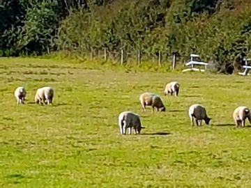 Sheep getting the field ready (added by manager 04 Aug 2020)