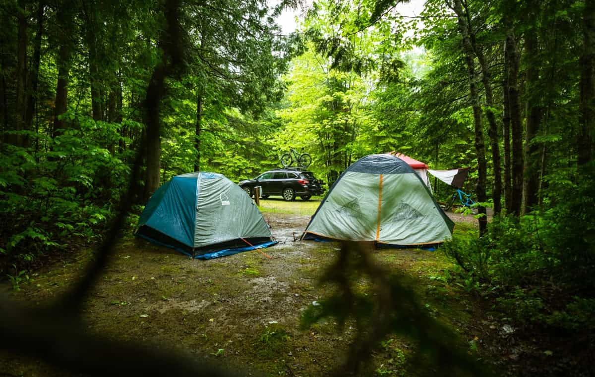 Tents pitched in a wet woodland (Tim Foster / Unsplash)