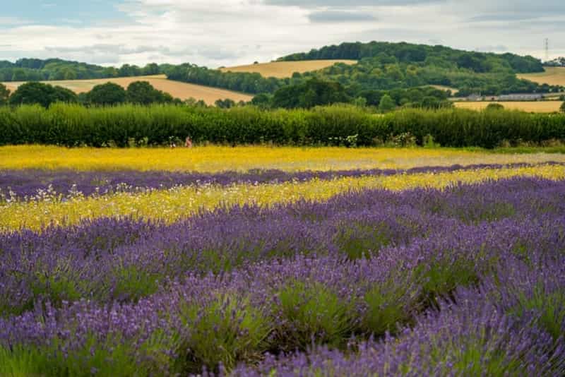 A lavender field near Alton in Hampshire (Nick Fewings/Unsplash) 