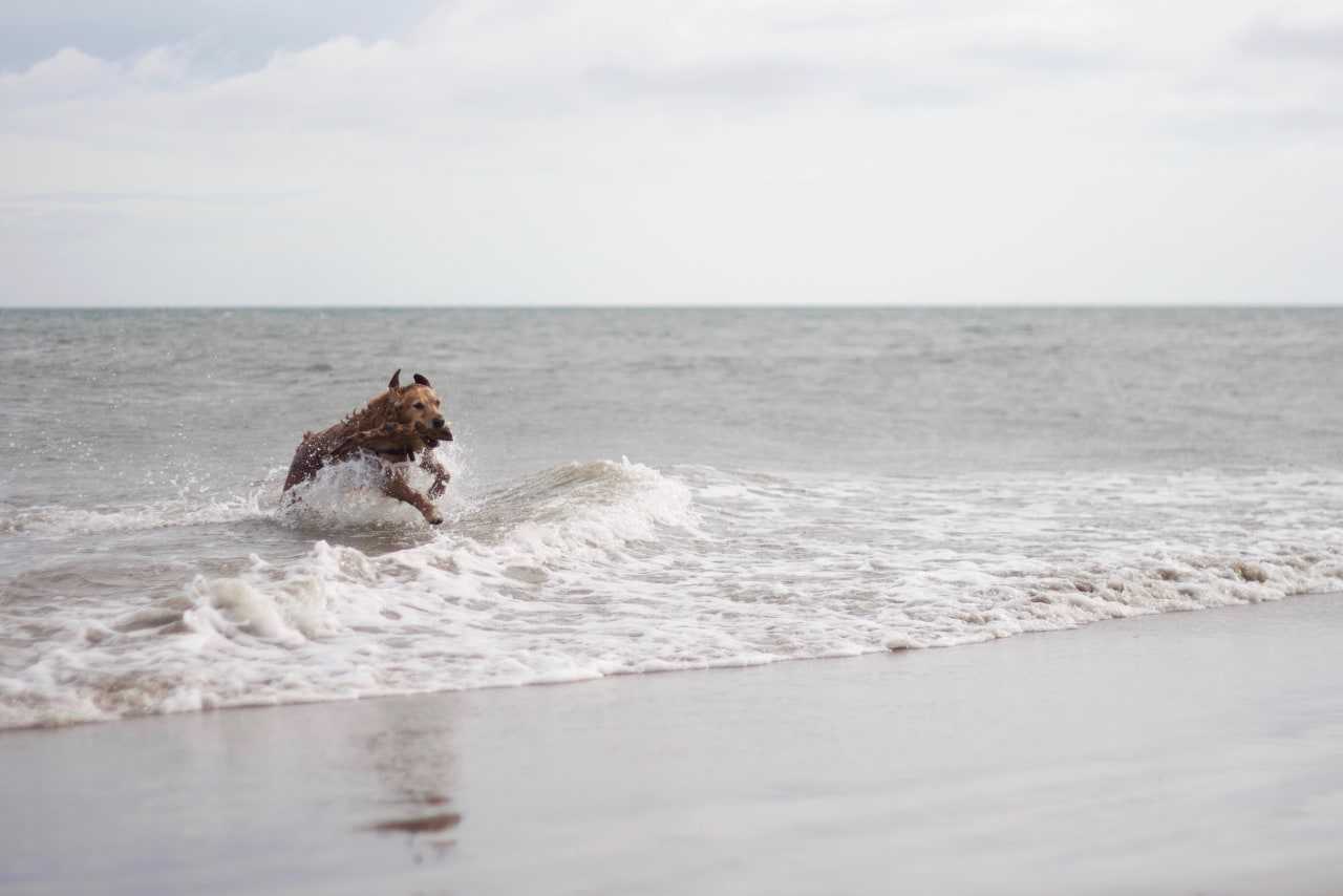Take your pooch for a swim in the sea at one of the dog-friendly beaches in West Sussex