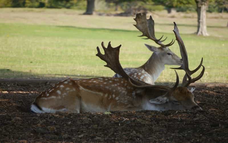 Deer at Knole Park (Steve Payne on Unsplash)