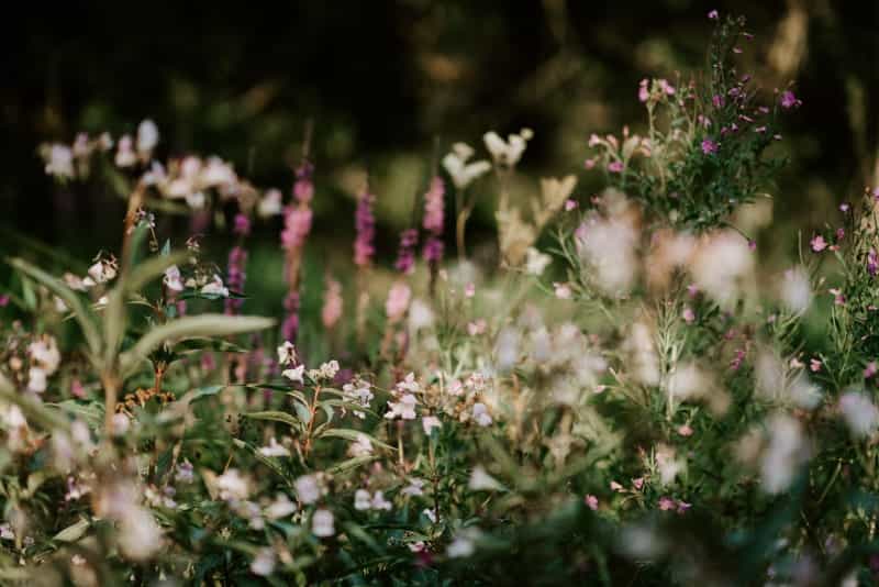 Wildflower meadows in spring (Annie Spratt on Unsplash)