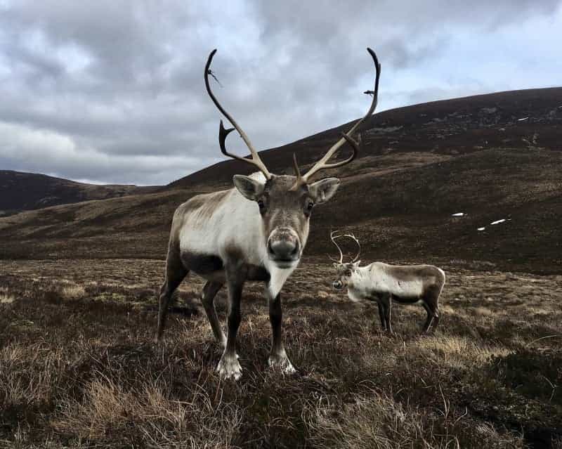 Wild reindeer on Cairngorm mountain (Claire Gillan / Pixabay)