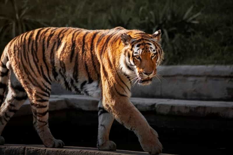 Siberian ‘Amur’ tigers of Colchester Zoo (Samuele Giglio on Unsplash)