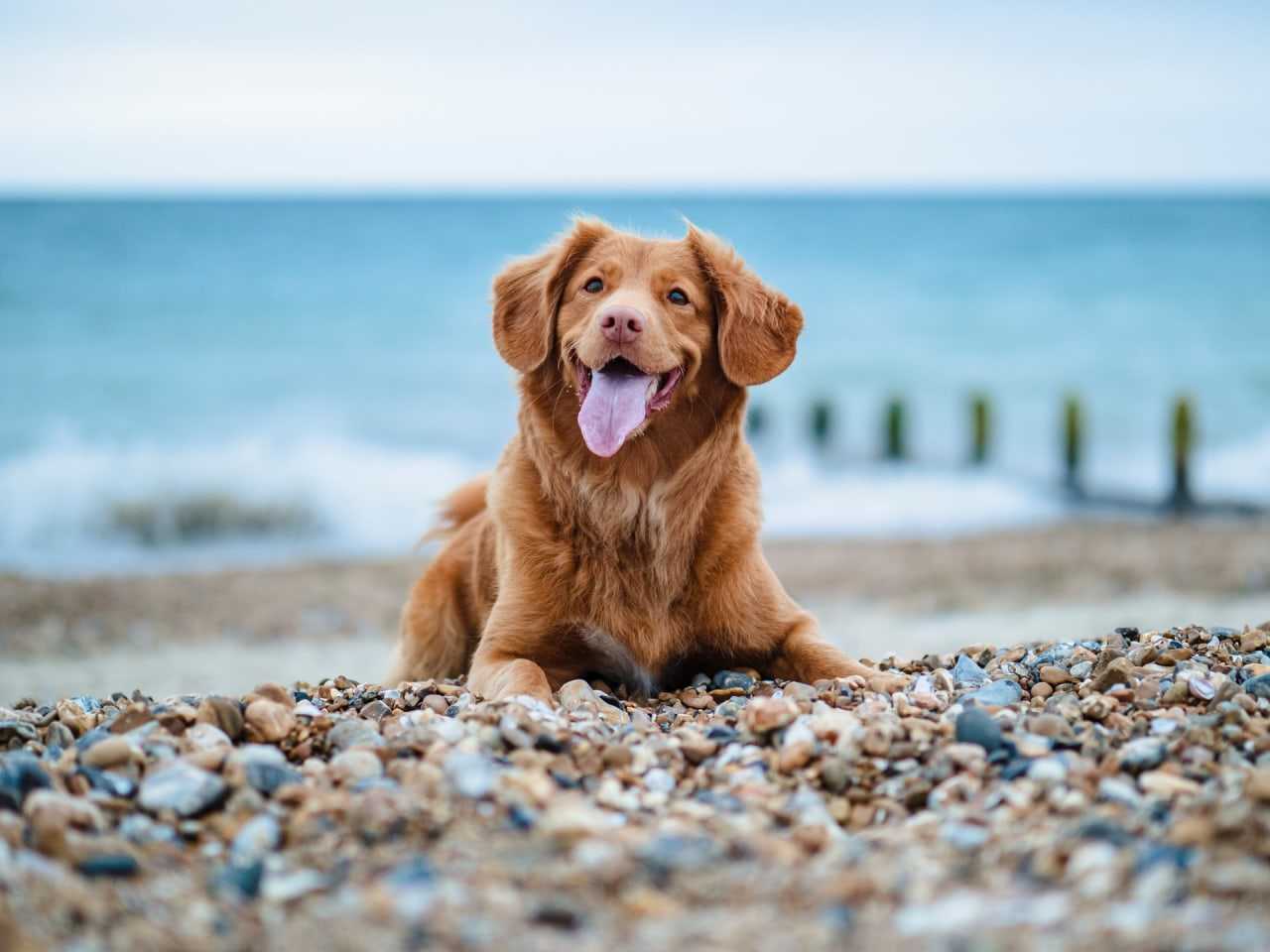 Finding dog-friendly beaches in Devon doesn't have to be a chore (Jamie Street / Unsplash)