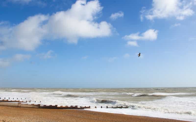 Wind-swept on Sussex coast