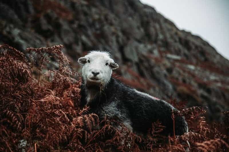 A large amount of sheep are reared on the hills and moorlands of Cumbria (Chandler Media on Unsplash)