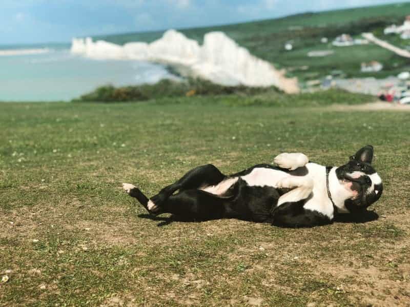 A dog sunbathing near Eastbourne in East Sussex - Photo by James Haworth on Unsplash