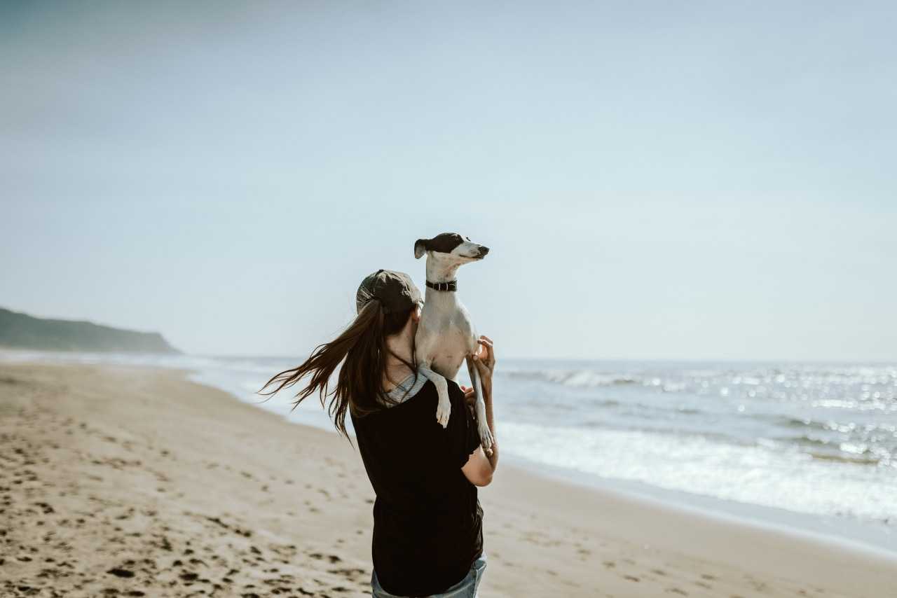 Dog days at the beach (Chewy on Unsplash)