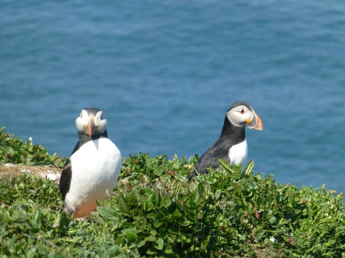 If you have time, finish your walk with a sea safari to see the puffins of Pembrokeshire (Pixabay)