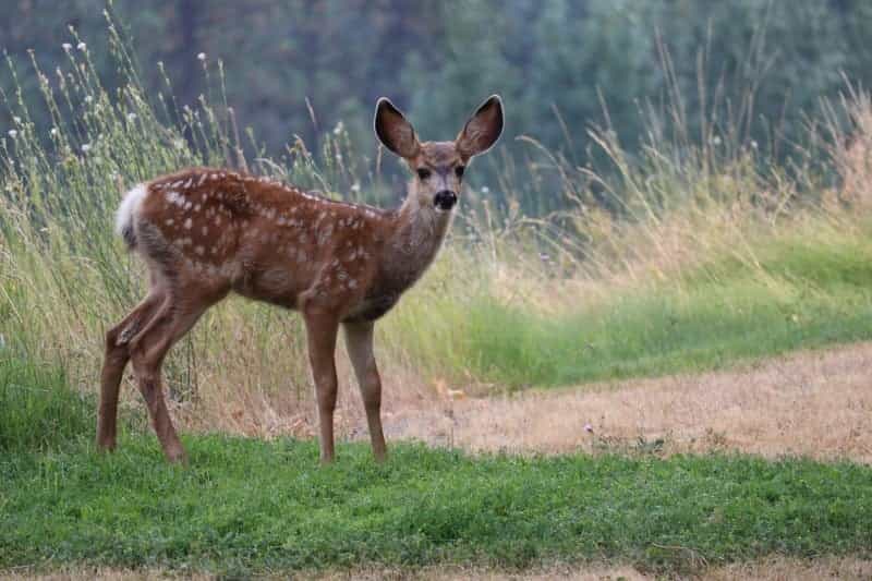 Deer have been roaming in Bradgate Park for centuries (Divide By Zero on Unsplash)