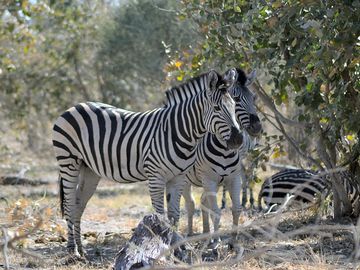 Zebras are frequent visitors to the area (added by manager 14 oct 2016)
