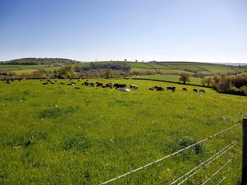 Cows grazing (added by manager 09 nov 2022)
