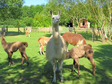 Your llama neighbours (added by manager 19 jul 2017)