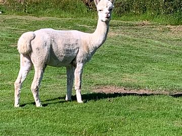 Jeff the alpaca (added by manager 25 jul 2022)