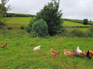 Free-range hens (added by manager 04 jun 2019)