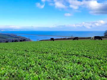 Cows grazing turnips in winter (added by manager 13 apr 2021)
