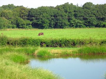 The view across the pond of the cows in the next field (added by manager 21 mar 2015)