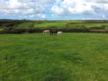 Horses in the field (added by manager 02 feb 2018)