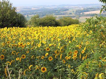 The campsite is between fields of sunflowers and surrounding woodland (added by manager 10 mar 2015)