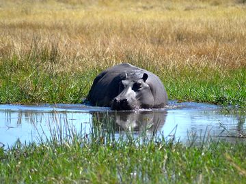 Hippo in the chobe in front of the lodge (added by manager 14 oct 2016)
