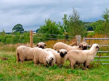 Valais sheep on site (added by manager 06 sep 2021)