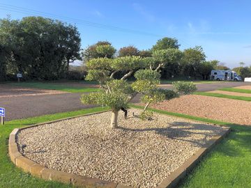 Olive tree at site entrance. (added by visitor 30 sep 2019)