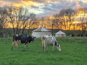 Cows out grazing by the tents (added by manager 20 apr 2021)