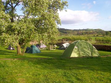 Grass tent pitches in the apple orchard (added by manager 30 dec 2013)