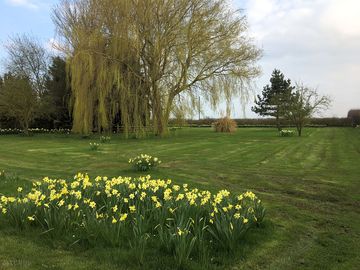 More than 25 varieties of daffodil on site (added by manager 17 apr 2018)