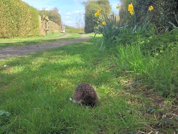Hedgehogs stay free of charge (added by manager 15 apr 2015)