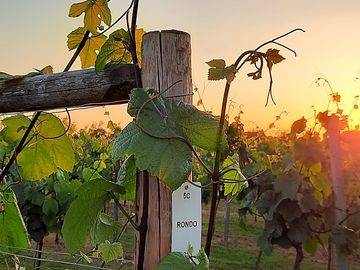 Sunset over the rondo vines, which go into the latimer red wine (added by manager 28 jun 2022)