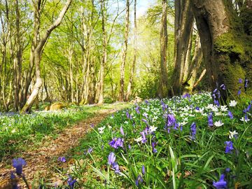 70 acres of ancient woodland to explore (added by manager 29 jun 2022)