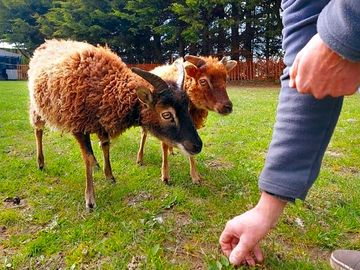 Meet lilly and primrose, the rare-breed sheep (added by manager 06 jan 2022)