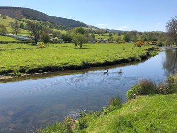 Geese on the river tanat, next to the site (added by manager 23 jun 2017)