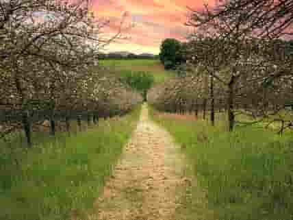 Relax at Bowhayes Farm whilst surrounded by beautiful cider orchards