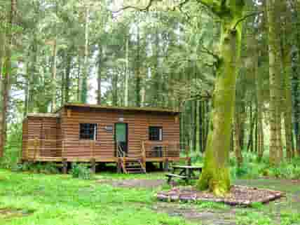 Woodland cosy cabin