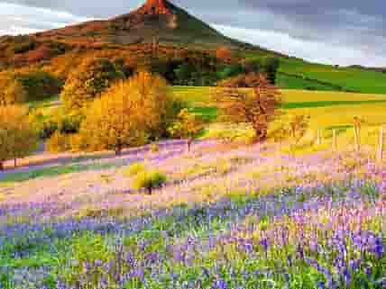 Bluebells and roseberry topping (added by manager 13 Jan 2016)