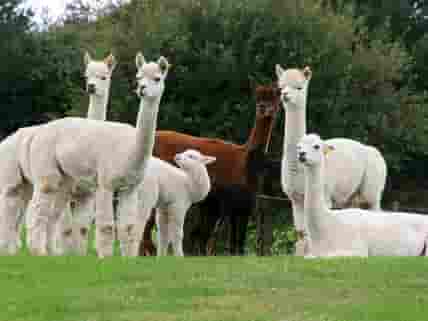 Alpacas ladies and babies (added by manager 10 Oct 2011)